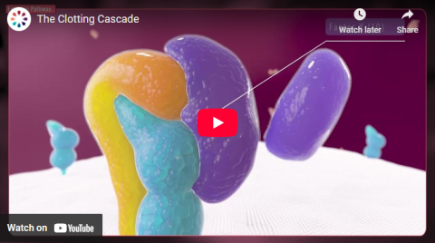 The Clotting Cascade