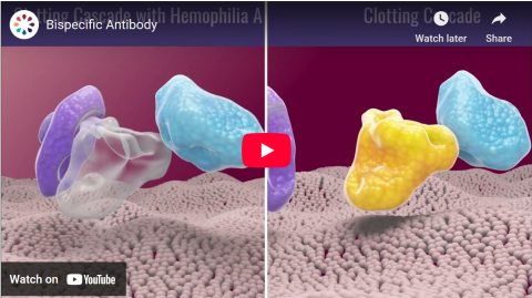 Bispecific Antibody Video