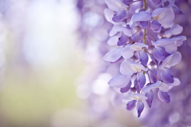 Purple flowers hanging from a tree